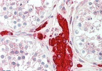 Goat anti-PGRMC1 / MPR Antibody