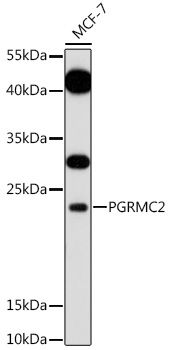 PGRMC2 antibody