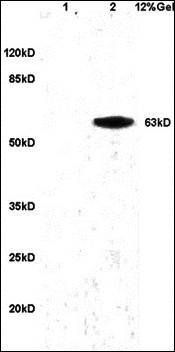 PGRN antibody
