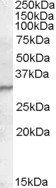 Goat anti-PGRP-S Antibody