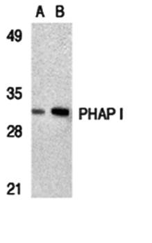 PHAP I Antibody