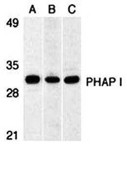 PHAP I Antibody