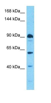 PHC3 antibody