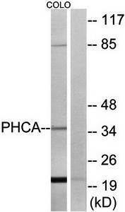 PHCA antibody