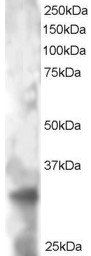 Goat anti-PHEMX / TSPAN32 Antibody