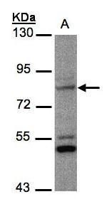 PHEX antibody [N1N3]