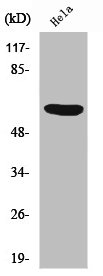 PHF1 Antibody