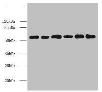 PHF10 antibody