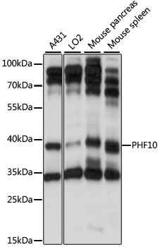 PHF10 antibody