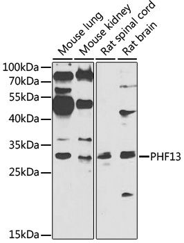 PHF13 antibody