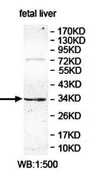 PHF13 antibody