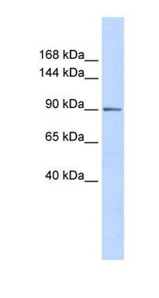 PHF16 antibody
