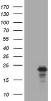 PHF16 (JADE3) antibody