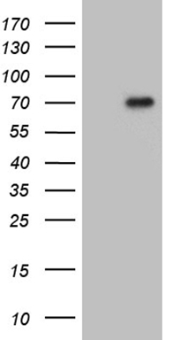 PHF20L1 Antibody