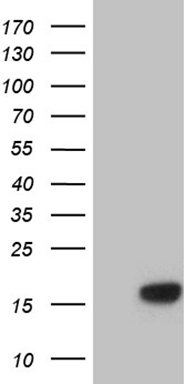 PHF20L1 Antibody