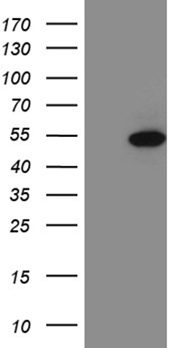 PHF20L1 Antibody