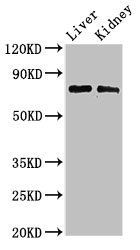 PHF21A Antibody