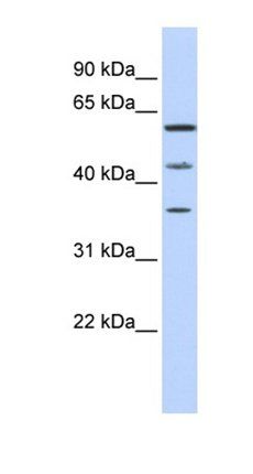 PHF23 antibody