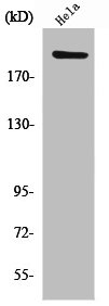 PHF3 antibody