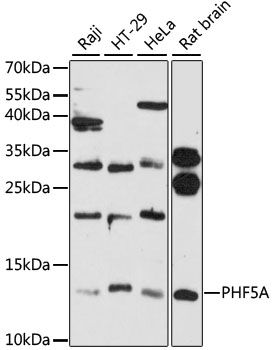 PHF5A antibody