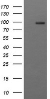 PHF7 Antibody