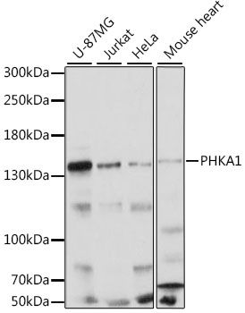 PHKA1 antibody