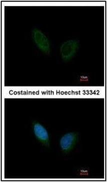 PHKA1 antibody [C2C3], C-term