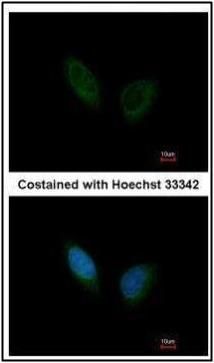 PHKA1 antibody