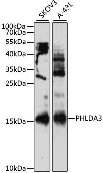 PHLDA3 antibody
