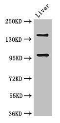 PHLDB2 antibody