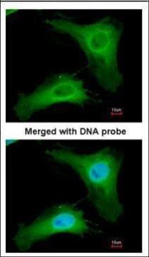 phosducin like Antibody