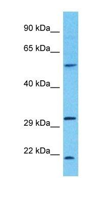 PHOCN antibody