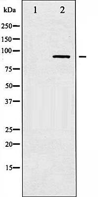 ADD1 (Phospho-Ser726) antibody