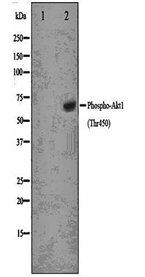 AKT(Phospho-Thr450) antibody