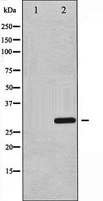 ATF1 (Phospho-Ser63) antibody