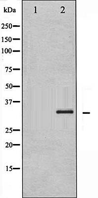 Caspase 3 (Phospho-Ser150) antibody