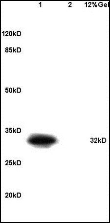 DARPP32 (phospho-Thr34) antibody