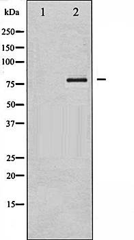 FOXO1A (Phospho-Ser329) antibody