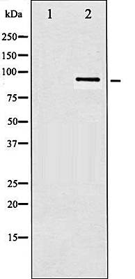 HSP90B (Phospho-Ser254) antibody