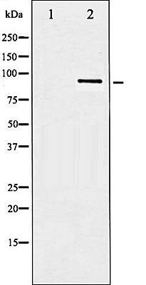 IGF1R (Phospho-Tyr1161) antibody