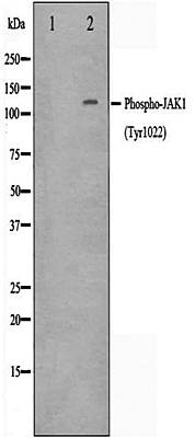 JAK1(Phospho-Tyr1022) antibody