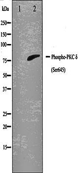 PKC delta(Phospho-Ser645) antibody