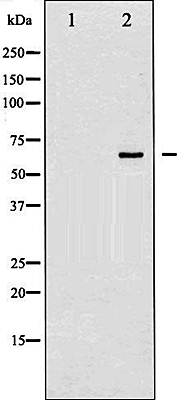 SHP-1 (Phospho-Tyr536) antibody