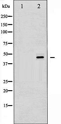 Smad2/3 (Phospho-Thr8) antibody