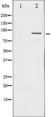 SP1 (Phospho-Thr453) antibody
