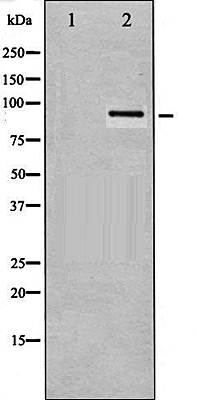 STAT5B (Phospho-Ser731) antibody