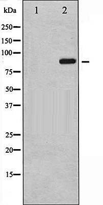 IL4 (Phospho-Tyr641) antibody