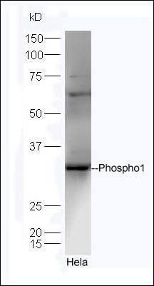 Phospho1 antibody