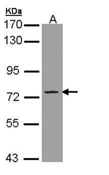 Phosphodiesterase 9A antibody