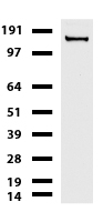 phospholipid scramblase 2 (PLSCR2) antibody